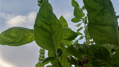article
