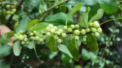 article