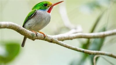 article