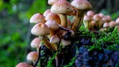 article