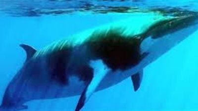 article