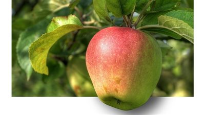 article